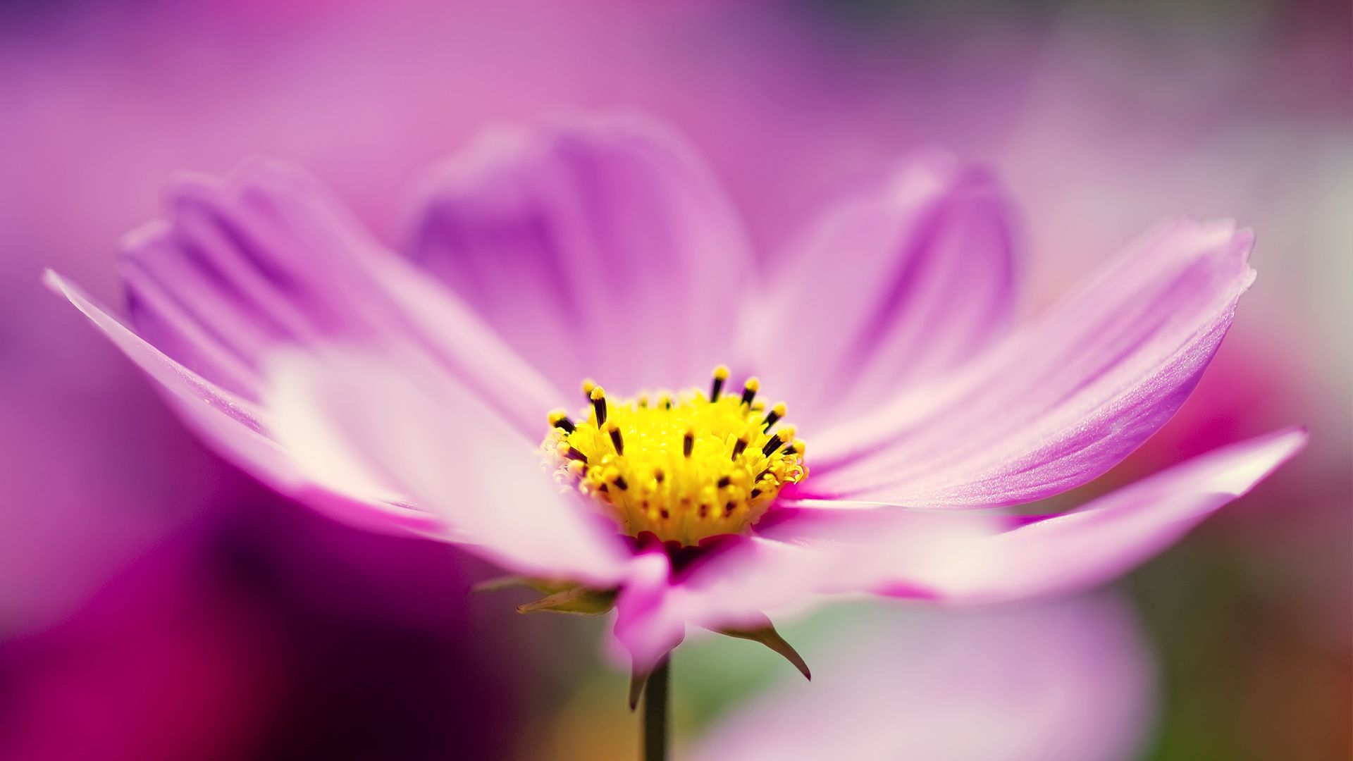Flowers In Purple Beautiful Wallpapers In High Resolution ...