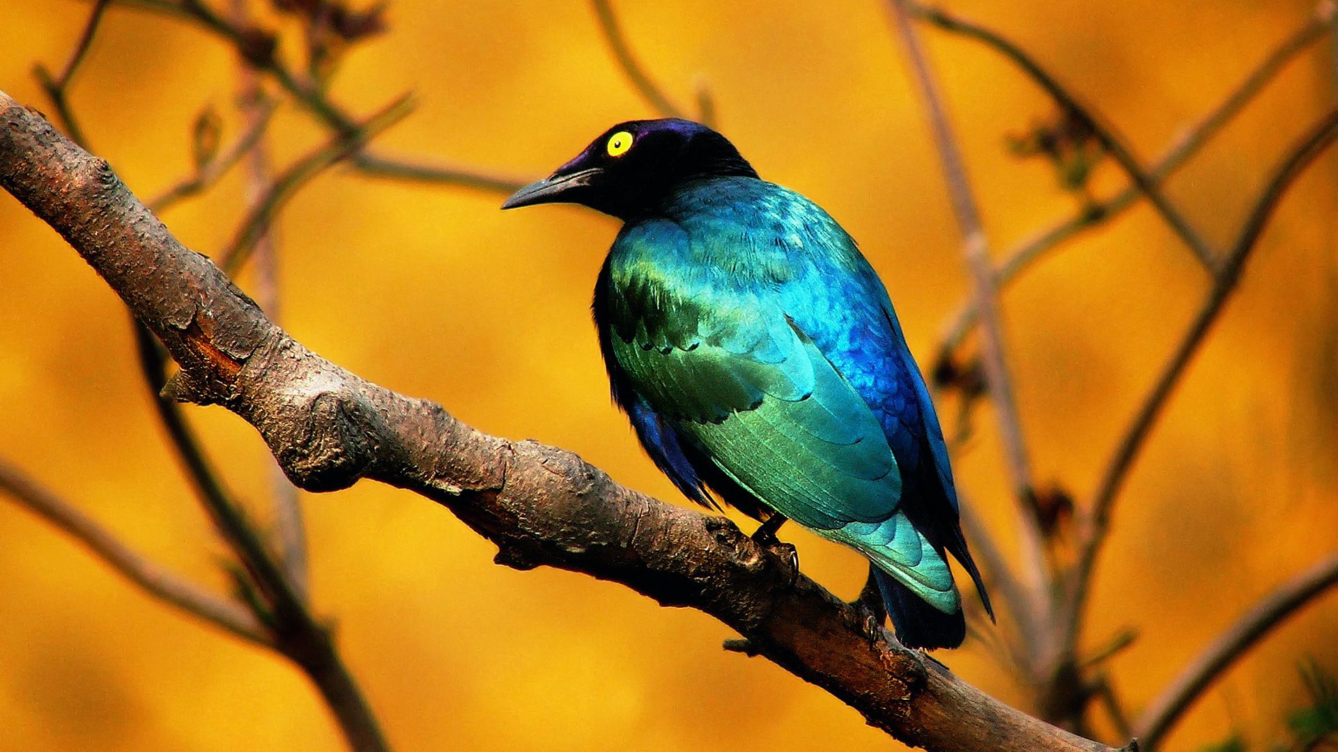 World's Most Beautiful And Unique Birds HD Wallpapers ...
